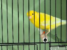 Male Yellow Canary - Photo 4