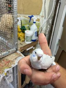 Beautiful budgies for sale - Photo 2
