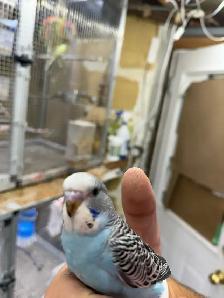 Beautiful budgies for sale - Photo 3