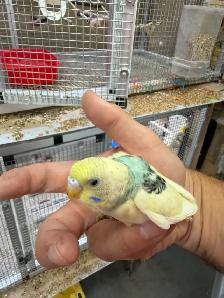 Beautiful budgies for sale - Photo 4