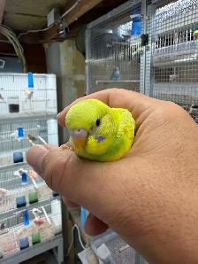 Beautiful budgies for sale - Photo 5