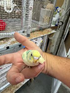 Beautiful budgies for sale - Photo 6