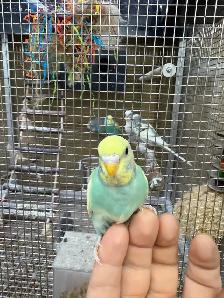 Beautiful budgies for sale - Photo 7
