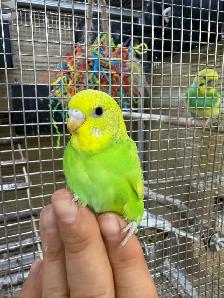 Beautiful budgies for sale - Photo 8