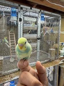 Beautiful budgies for sale - Photo 9