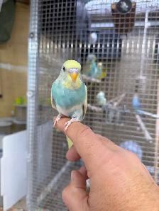 Beautiful budgies for sale - Photo 10