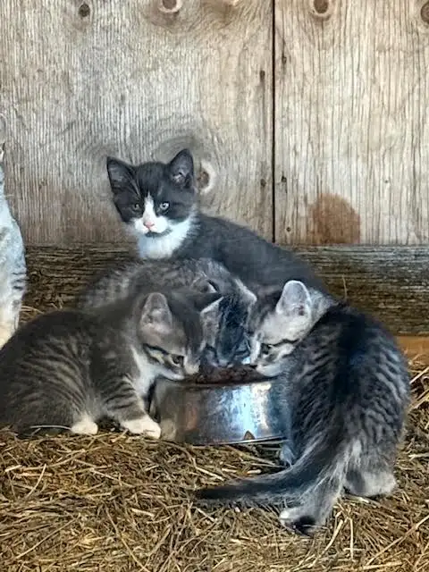 Farm kittens for sale to good homes
