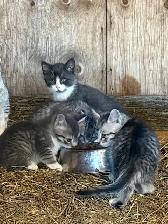 Farm kittens for sale to good homes
