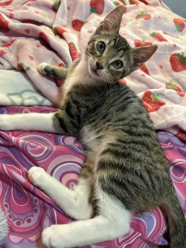 kitten (boy)