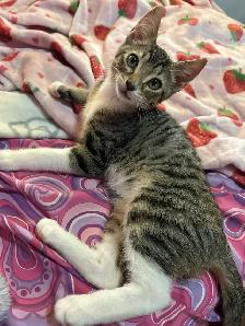 kitten (boy)