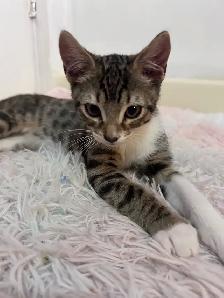 kitten (boy) - Photo 2