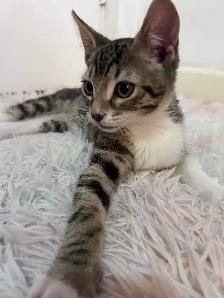 kitten (boy) - Photo 3