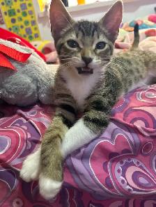 kitten (boy) - Photo 4