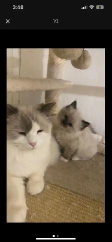 ragdoll kitten (boy)