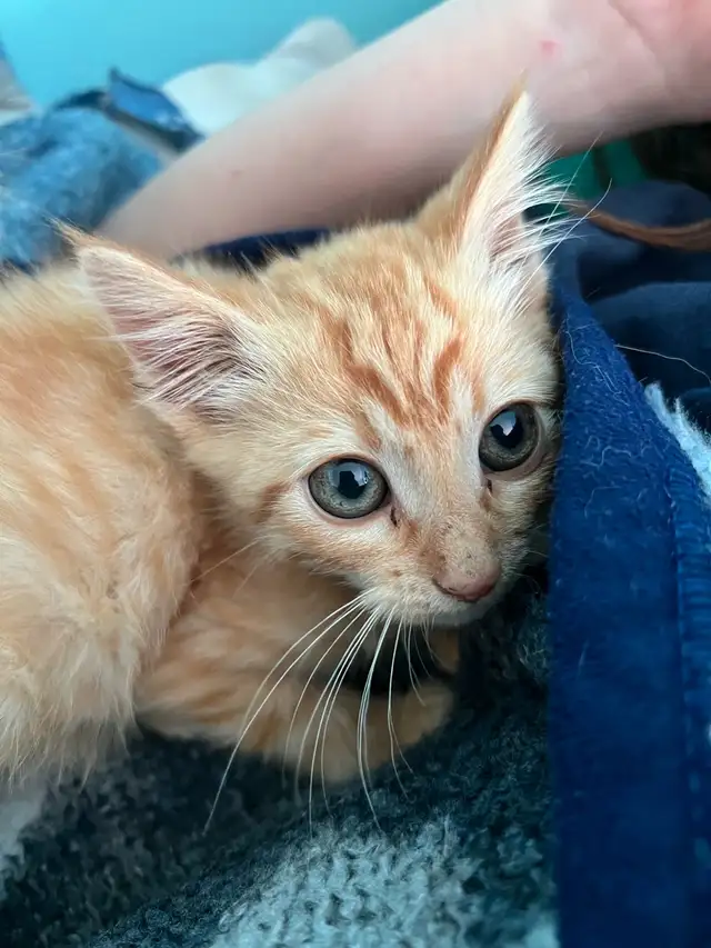 Male Kitten
