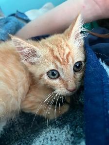 Male Kitten
