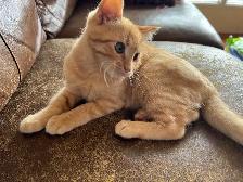 Male Kitten - Photo 2