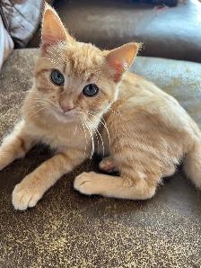 Male Kitten - Photo 3