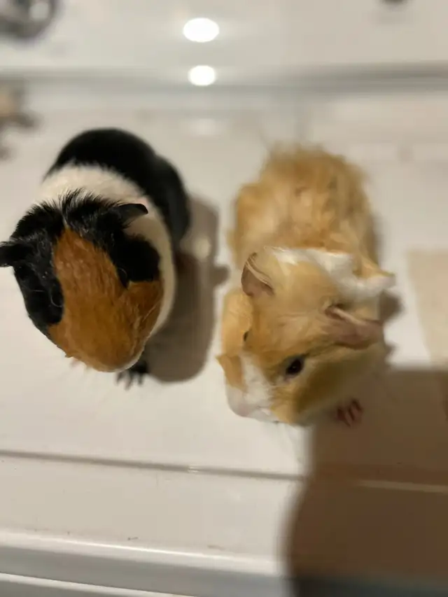 small animals baby sitting