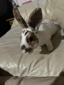 small animals baby sitting - Photo 2