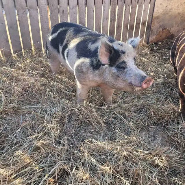 2.5 year old boar
