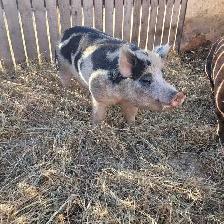 2.5 year old boar
