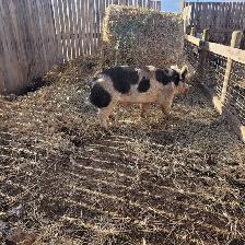2.5 year old boar - Photo 2