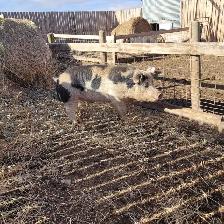 2.5 year old boar - Photo 3