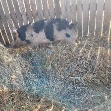 2.5 year old boar - Photo 4
