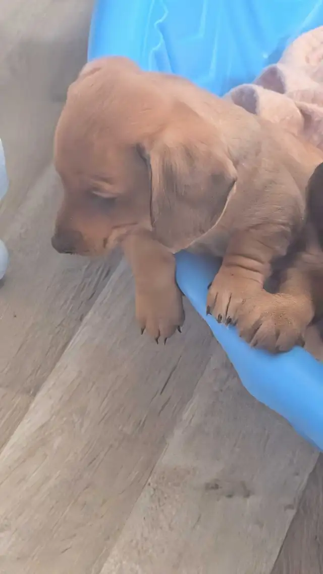 Chiot teckel