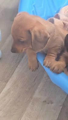 Chiot teckel