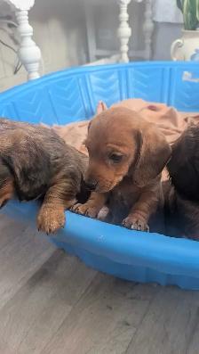 Chiot teckel - Photo 3