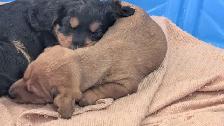 Chiot teckel - Photo 5