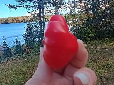 10 Rare Starship Pepper Seeds x Planting in April as supply last - Photo 2