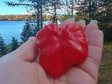 10 Rare Starship Pepper Seeds x Planting in April as supply last - Photo 3