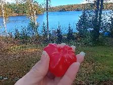 10 Rare Starship Pepper Seeds x Planting in April as supply last - Photo 4