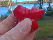 10 Rare Starship Pepper Seeds x Planting in April as supply last - Photo 5