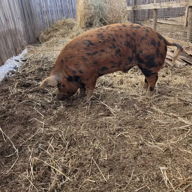 Young Boar