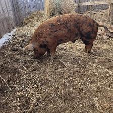Young Boar