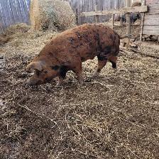 Young Boar - Photo 2