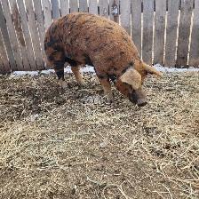 Young Boar - Photo 3