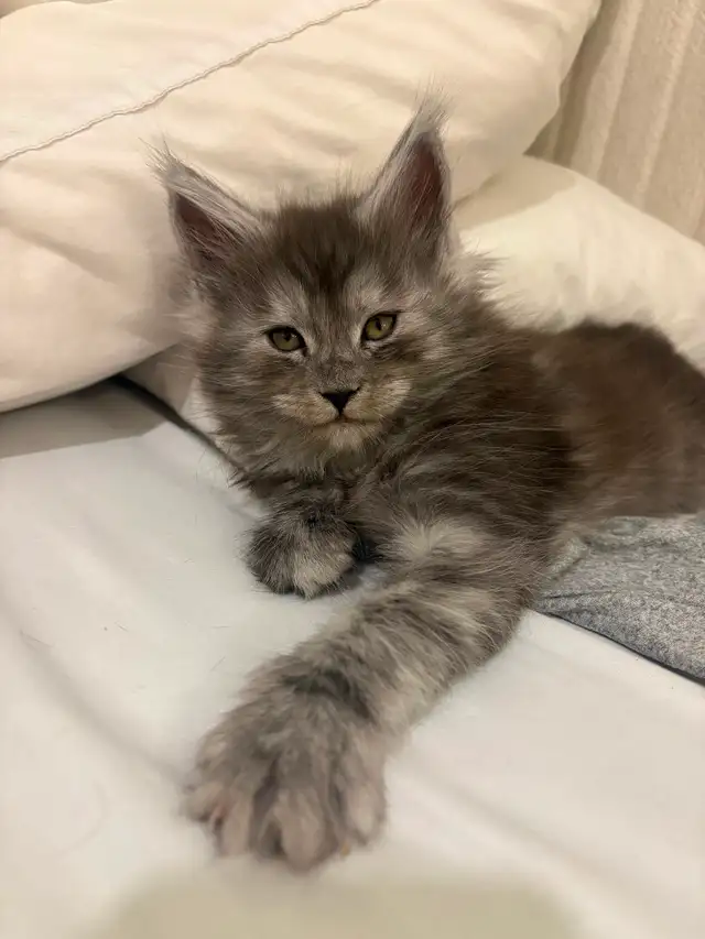 Bébé chat  Maine Coon