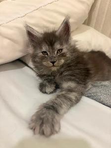 Bébé chat  Maine Coon