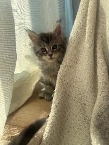 Bébé chat  Maine Coon - Photo 2