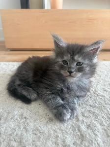 Bébé chat  Maine Coon - Photo 3