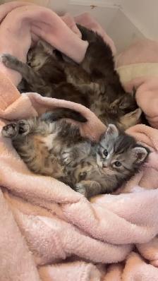 Bébé chat  Maine Coon - Photo 4
