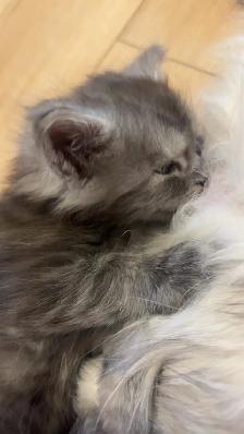 Bébé chat  Maine Coon - Photo 5