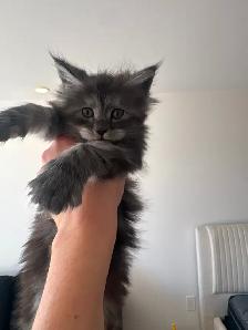 Bébé chat  Maine Coon - Photo 6
