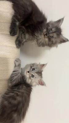 Bébé chat  Maine Coon - Photo 7