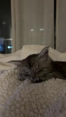 Bébé chat  Maine Coon - Photo 8
